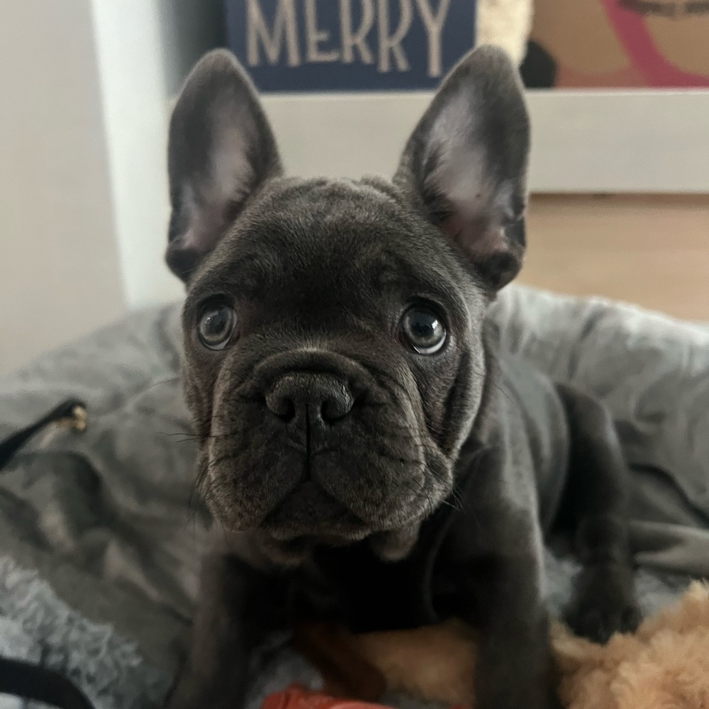 Meet your Posher, Sienna